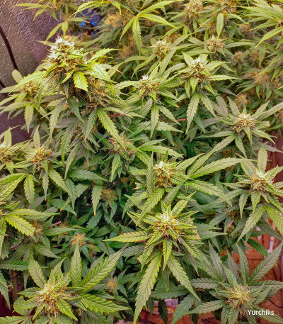 Семена сорта Bruce Banner Auto fem (Семяныч)