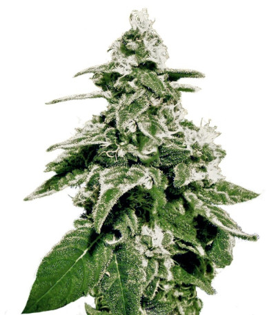 Семена сорта White Widow Auto fem (Green House Seeds)