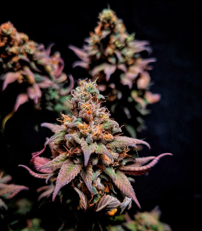 Семена сорта Rainbow Melon fem (FastBuds)