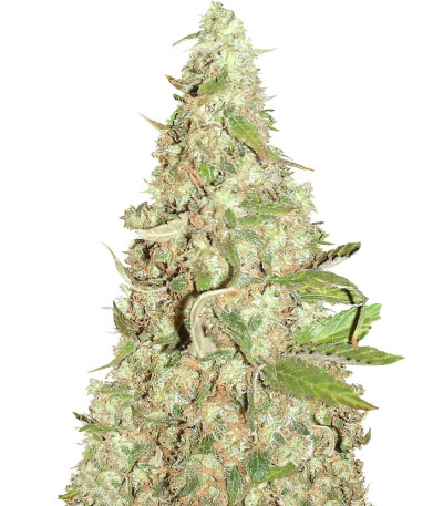 Семена сорта Afghan Cow fem (Dr. Krippling Seeds)