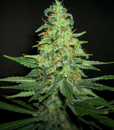 Семена сорта Afghan Kush fem (Семяныч)