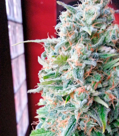 Семена сорта Afghan Kush X Skunk fem (World of Seeds)