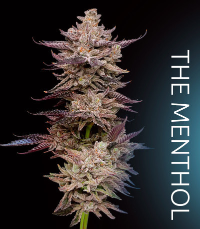 Семена сорта Frosted Fujis fem (Compound Genetics)