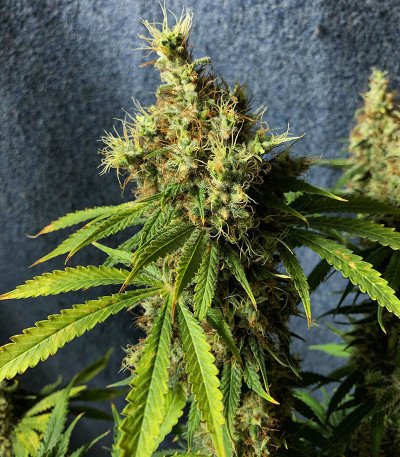 Семена сорта Royal Runtz fem (Royal Queen Seeds)