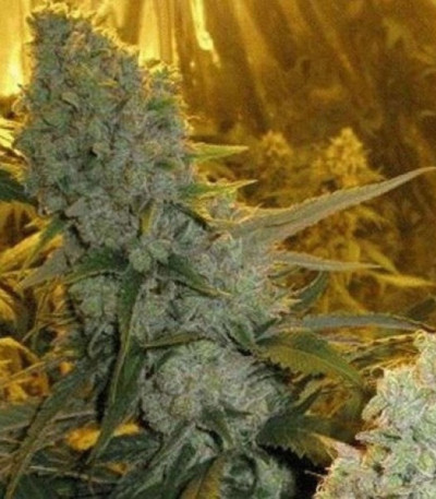 Семена сорта Haze 1 (Amnesia Haze) reg (Nirvana Seeds)