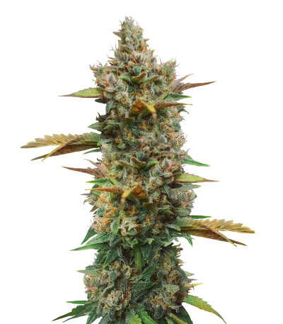 Семена сорта Godzilla Cookies Auto fem (Herbies Seeds)