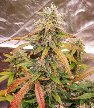 Семена сорта Gelato Auto fem (Herbies Seeds)