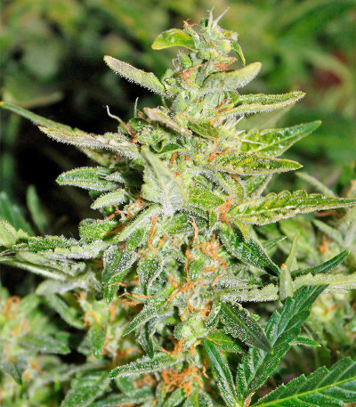 Семена сорта Gnomo Auto fem (Kannabia Seed Company)