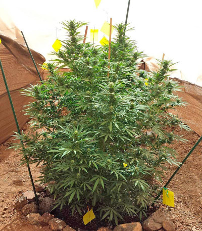 Семена сорта Moby Dick fem (Dinafem Seeds)