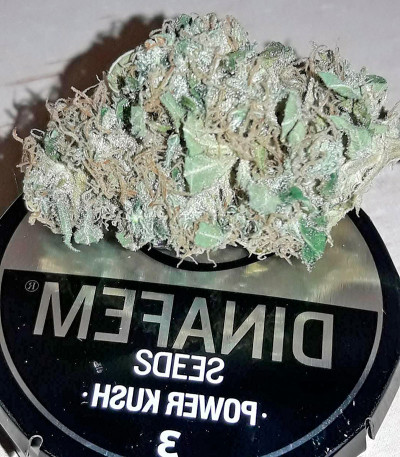 Семена сорта Power Kush fem (Dinafem Seeds)