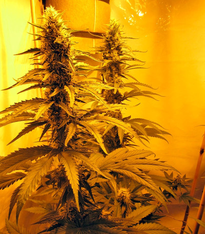 Семена сорта Nebula fem (Paradise Seeds)