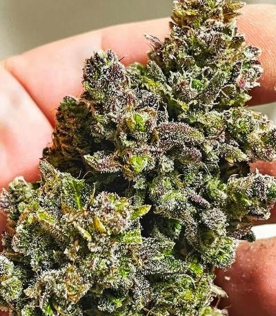 Семена сорта Special Tangie Auto fem (Семяныч)