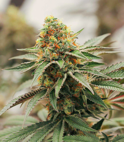 Семена сорта Biscotti Mintz fem (Семяныч)