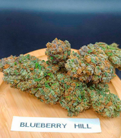 Семена сорта Blueberry Hill fem (Herbies Seeds)