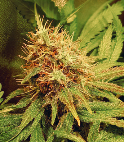 сорт Bruce Banner 3 fem