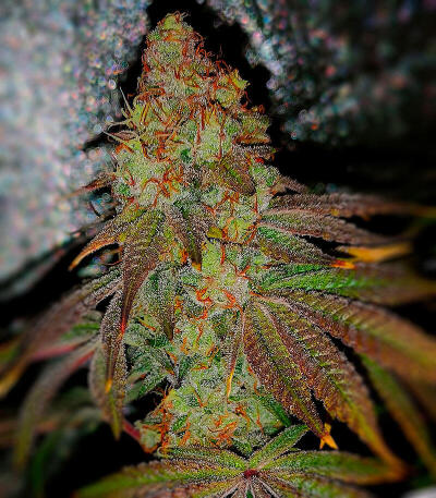 Семена сорта Dos-Vi-Dos 33 fem (Семяныч)