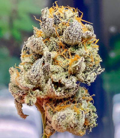 Семена сорта Gator Breath fem (7CH American)