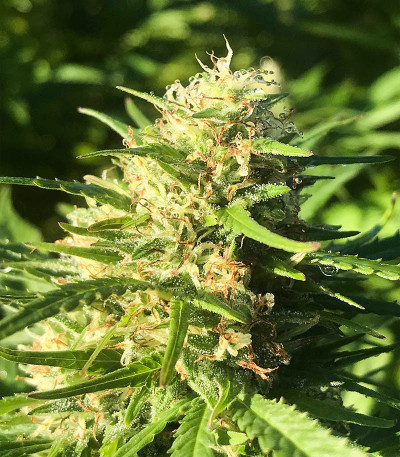 Семена сорта Jekyll Passion fem (Samsara Seeds)