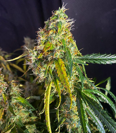 Семена сорта Mexican Airlines Auto fem