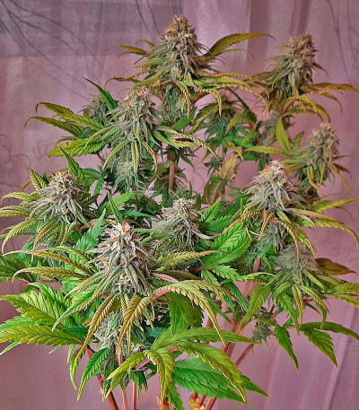 Семена сорта Super Lemon Haze x GMO fem от Green House Seeds