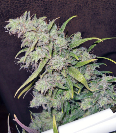 Семена сорта Atomical Haze fem (Paradise Seeds)