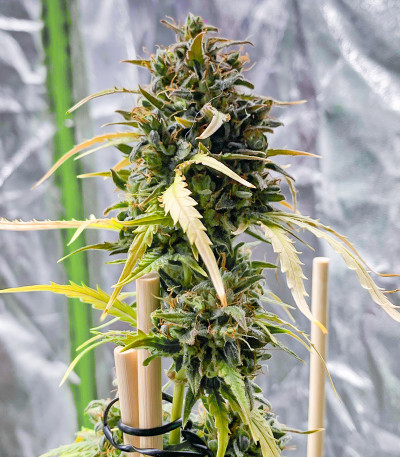 Семена сорта Auto Do-Si-Dos Cookies fem (00 Seeds)