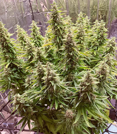 Семена сорта Gusher fem (7CH American)