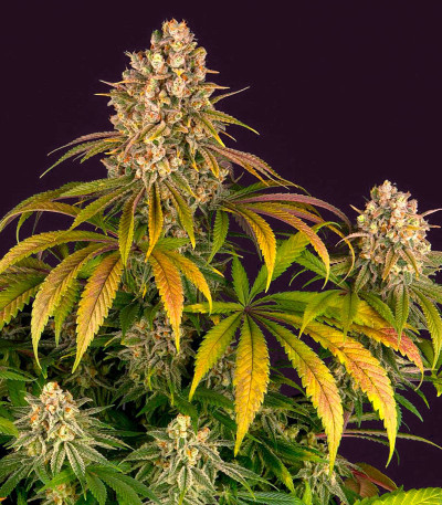 Семена сорта Lemon Tree fem (Barney's Farm)