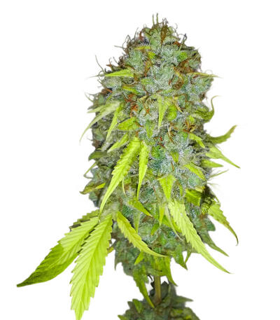 Семена сорта Ghost Train Haze fem (Seedkeepers)