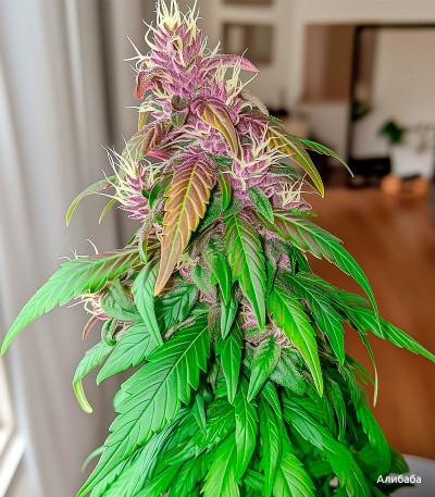 Семена сорта LSD-25 Auto fem