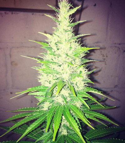 Семена сорта Goji Haze fem (Sumo Seeds)