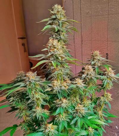 Семена сорта Papaya Frosting fem