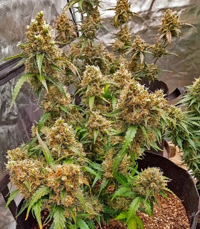 Семена сорта Purple Juice Auto fem (Herbies Seeds)