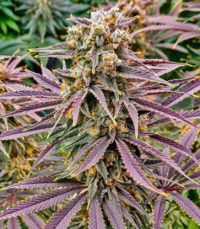Семена сорта Purple Punch F1 fem (Seedkeepers)