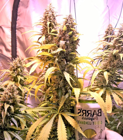 Семена сорта White Lemon fem (Strain Hunters)