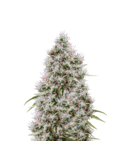 CBD Compassion fem (Dutch Passion)