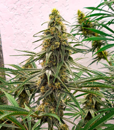 Семена сорта конопли Black Widow