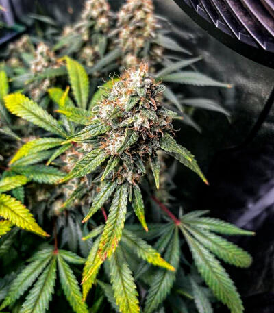 Семена сорта Bruce Banner × Pineapple (7CH Seeds & Cali Buds Seeds)