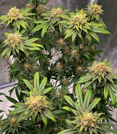 Семена сорта Purple Punch X Lemon Drizzle fem от Barney's Farm