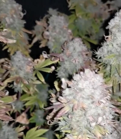 Семена сорта Apple Fritter Fast Version fem (7CH American)