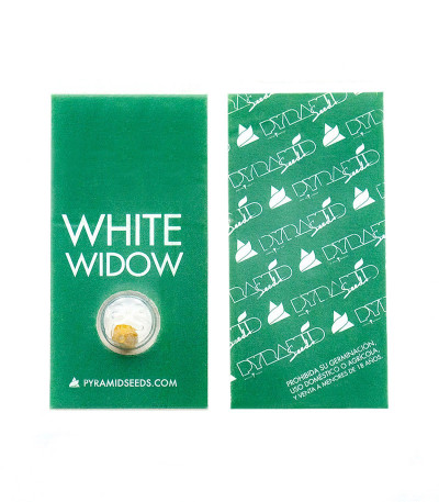 Семена сорта White Widow fem (Pyramid Seeds)