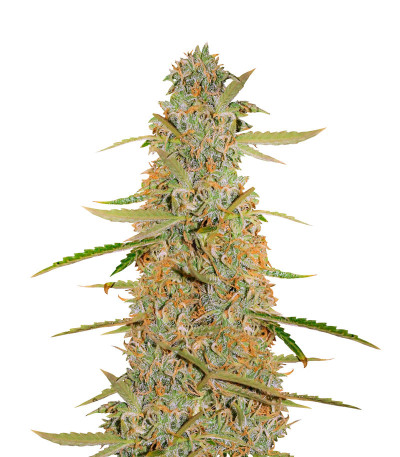 Семена сорта Auto Ultimate fem (Dutch Passion)