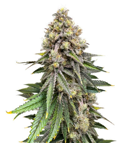 Семена сорта Sour Diesel x OG Kush fem (Seedkeepers)