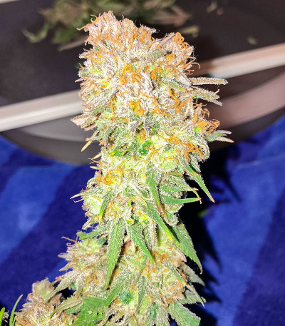 Семена сорта Banana Cookies fem (Advanced Seeds)
