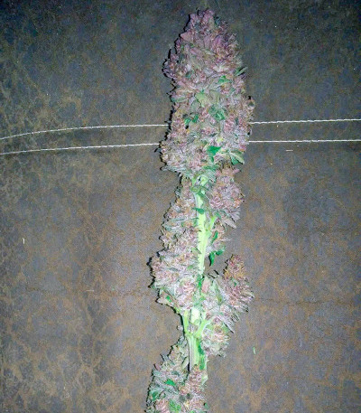 Семена сорта Bloody Skunk Auto fem (Sweet Seeds)