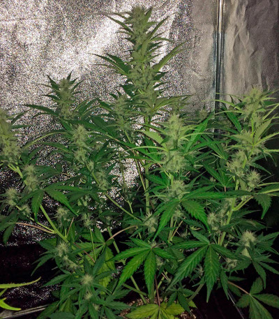 Семена марихуаны Cheese Autoflowering 