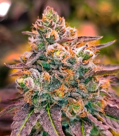 Семена сорта Lemon Cherry Runtz fem (FastBuds)