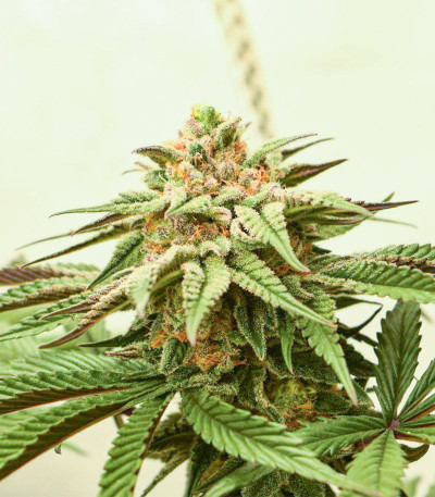 Семена сорта Mimosa Evo fem (Barneys Farm)