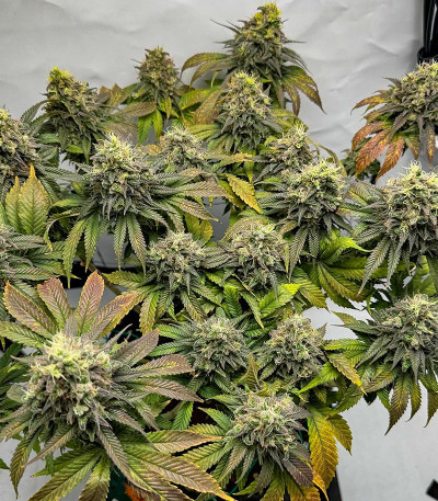 Семена сорта Purple Punch X Lemon Drizzle fem от Barney's Farm