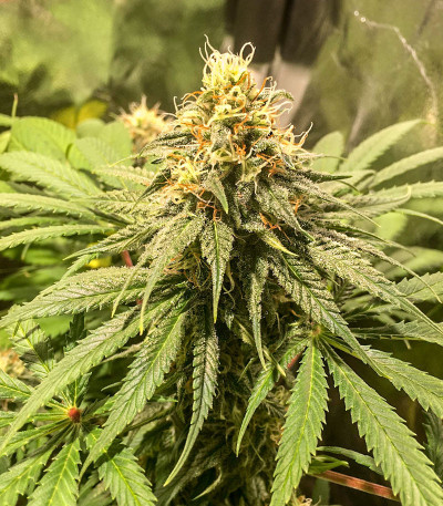 Семена сорта Skunk 47 fem (World of Seeds)